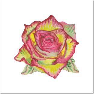 Beautiful yellow rose with pink petals Posters and Art